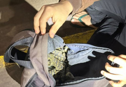 Brasileiro é preso na Ponte da Amizade com contrabando de répteis exóticos