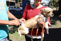 Quase 16 mil animais já foram vacinados contra raiva; ações itinerantes continuam