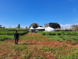 Agricultura familiar vive momento de relevância com sistema agroflorestal