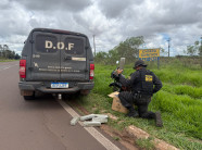 DOF recaptura foragido da Justiça com 24 quilos de maconha na fronteira