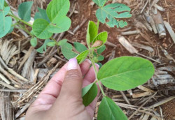 Monitoramento constante nas lavouras auxilia no controle de caramujos e lesmas