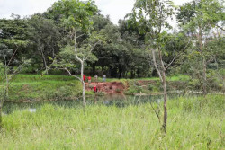 Adolescente de 17 anos morre afogado ao tentar atravessar lago