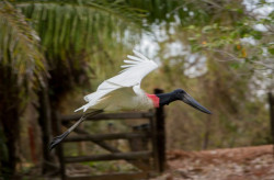 Turismo de MS reforça presença internacional na WTM London 2025