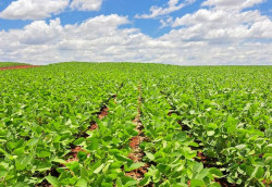 Plantio de soja ultrapassa metade da área estimada em Mato Grosso do Sul
