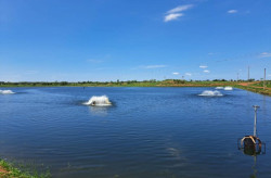 Piscicultura ganha novo fôlego em MS e deve produzir 50 mil toneladas neste ano