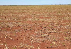 Granizo atinge cerca de 2 mil hectares de soja em Dourados e Rio Brilhante