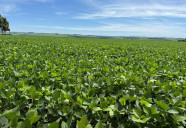 MS atinge 95% do plantio de soja e entra na reta final da operação