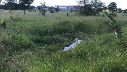 Rapaz é perseguido e morto a tiros em meio a matagal