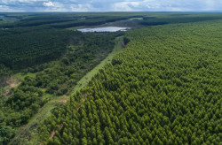 Governo de MS paga por floresta preservada e impulsiona nova economia