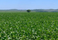Prazo para cadastro de áreas de soja termina em um mês em Mato Grosso do Sul