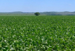 Prazo para cadastro de áreas de soja termina em um mês em Mato Grosso do Sul
