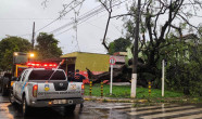 Dourados tem chuva intensa com vento; árvore caiu no centro e há relato de casas destelhadas