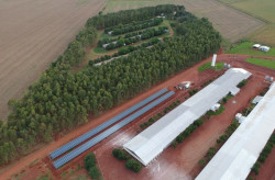Programa fortalece avicultura e estimula escola avícola em Mato Grosso do Sul