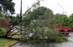 Com chuvas mais frequentes, Corpo de Bombeiros de MS faz orientações sobre quedas de árvores