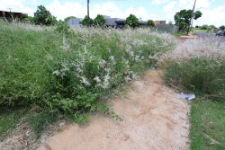 Donos de terrenos baldios recebem notificação para limpeza e roçada em Dourados