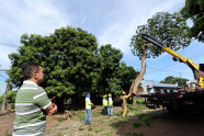 Prefeitura avança com plano de arborização e remoção de árvores condenadas