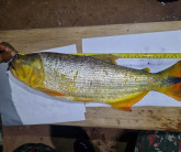 Homem é flagrado pescando em correnteza do Rio Aquidauana durante a Piracema