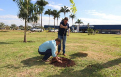 Dourados inicia plantio de 280 mudas de ipês na Coronel Ponciano