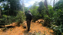 PMA apreende madeira em flagrante de desmatamento em reserva legal