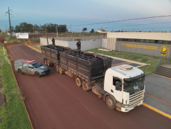 Irmãos são presos em Maracaju com 200 pneus de caminhão que seriam entregues em MT