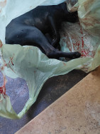 Cachorro é abandonado enquanto agonizava (Imagem: Adilson Domingos)