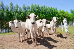 Por que o ciclo pecuário impacta as decisões do produtor e influenciam o preço da arroba do boi