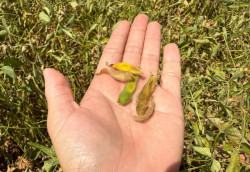Produtores da região Sul entram em alerta diante do clima seco