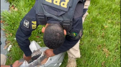 R$ 5 mil por "viagem": Homem é preso entre Itahum e Dourados com cocaína no tanque da moto