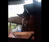 Árvores caem e abrigo de ovelhas é destelhado durante forte temporal em distrito