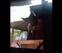 Árvores caem e abrigo de ovelhas é destelhado durante forte temporal em distrito