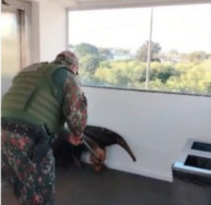 Tamanduá-bandeira é resgatado em shopping de Campo Grande