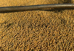 Exportações de soja e milho garantem superávit de US$ 462 milhões em MS
