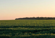 MS ganha destaque internacional com agricultura regenerativa tropical