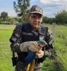 Policiais ambientais resgatam arara-canindé em bairro nobre na Capital
