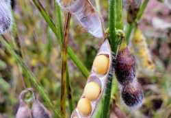 Colheita da soja avança em MS e já alcança 27,7% da área acompanhada