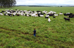 Com maior crescimento do país, agro de MS é fruto de incentivo e modernidade