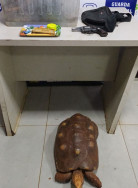 Guarda encontra cobre furtado, arma e até animal silvestre em ponto de reciclagem