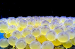 Bioparque se consolida como o maior banco genético vivo de água doce