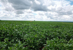 Importação de fertilizantes cai quase 70% em MS e dólar pressiona safra 2026