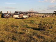 Pai e filho são presos 2 vezes em 48 horas por receptação de bovinos em MS