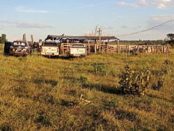 Pai e filho são presos 2 vezes em 48 horas por receptação de bovinos em MS