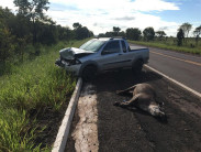 Ferramenta para reduzir atropelamentos de animais será lançada na COP15