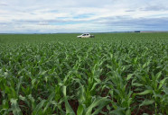 Milho na 2ª safra tem estimativa de produção de cerca de 11 milhões de toneladas