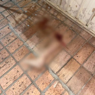 Mulher é atropelada e perna da vítima é encontrada a 50 metros do local do acidente