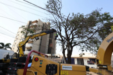 Instituto de Meio Ambiente remove centenas de árvores condenadas e planta 700 mudas