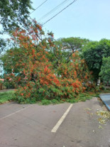 Chuva derruba 15 árvores em Dourados