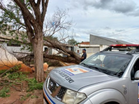 Chuva derruba 15 árvores em Dourados