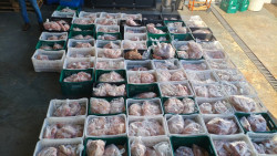 Iagro e Delegacia do Consumidor fecham entreposto de carne suína em Dourados