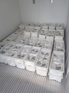 Prefeitura entrega quase 700 litros de leite em Dourados