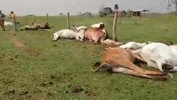 Animais morrem eletrocutados em Eldorado e prejuízo pode chegar a R$ 200 mi
